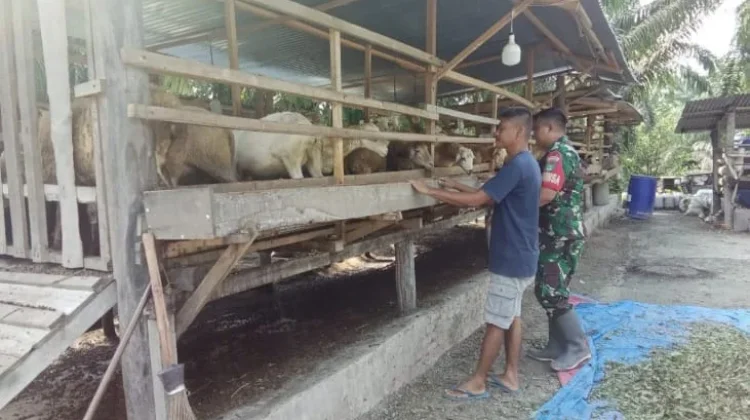 Babinsa Mandau Periksa Kesehatan Ternak Cegah Wabah PMK