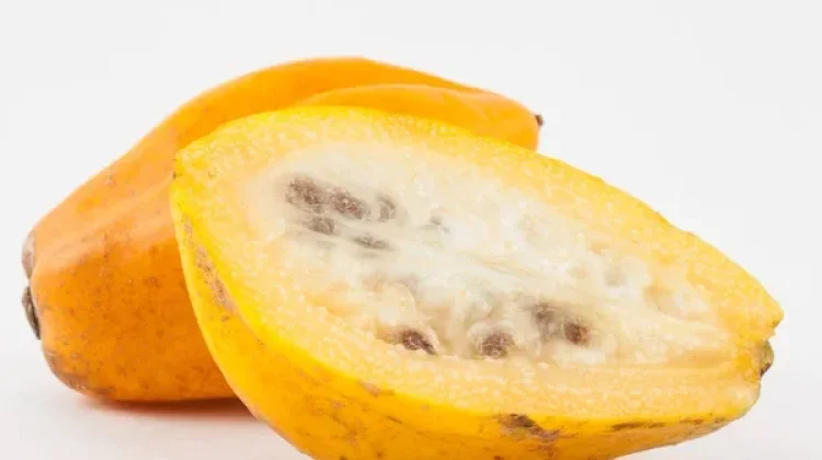 Manfaat Buah Carica untuk Imunitas dan Pencernaan