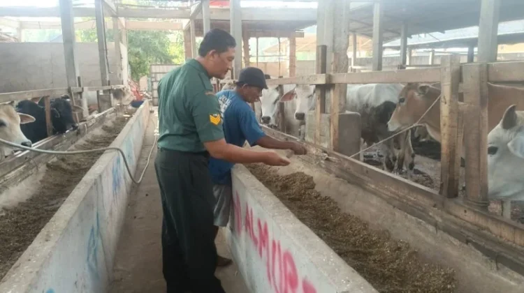 Babinsa Serka Agung Pantau PMK Lindungi Hewan Ternak