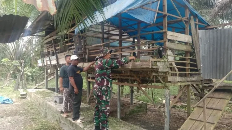 Babinsa Serda Silaban Pantau Ternak Cegah Wabah PMK