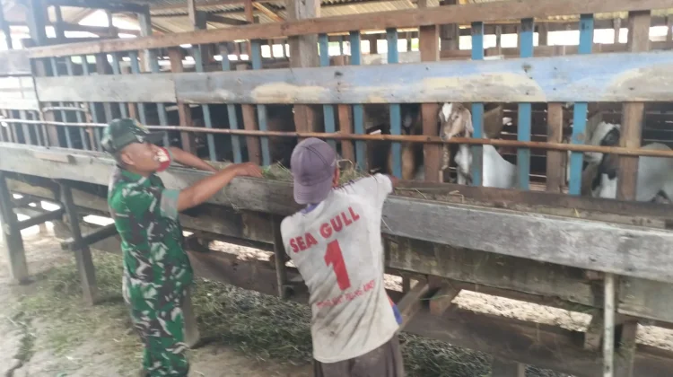 Babinsa Pantau Ternak, PMK Nihil di Rangsang