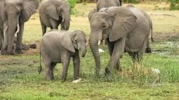 Kawanan Gajah Sumatra Rusak Mes Karyawan Perusahaan