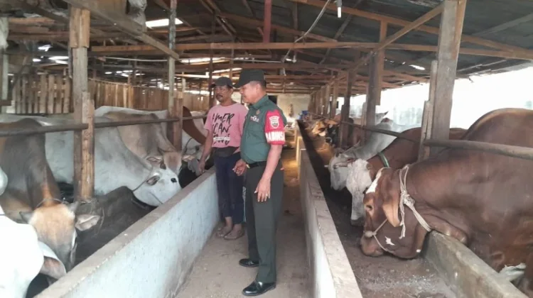 Serma Fauzi Pantau Sapi Cegah Penyakit Mulut Kuku