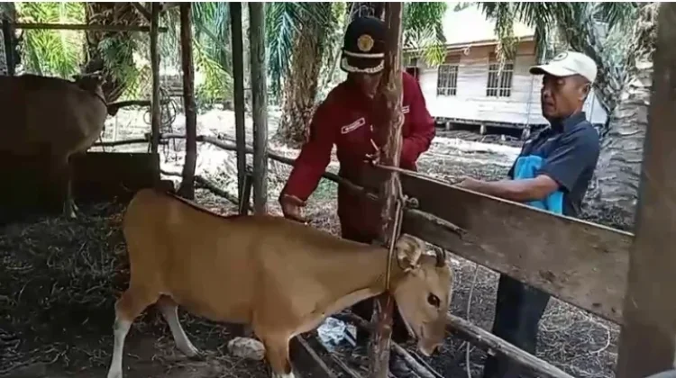 DTPHP Bengkalis Terima 500 Dosis Vaksin untuk Jembrana