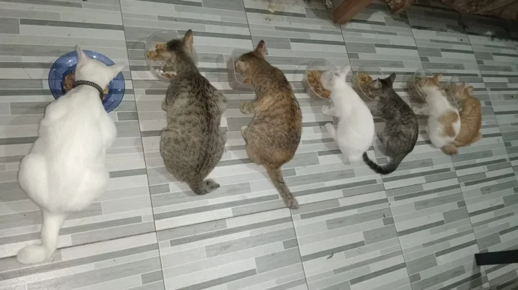 Memilih Makanan Kucing yang Tepat: Panduan untuk Pemilik Kucing