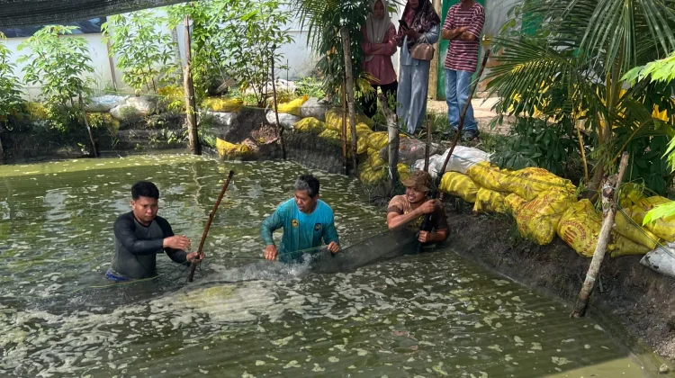 Lapas Bengkalis Panen 180 Kg Patin
