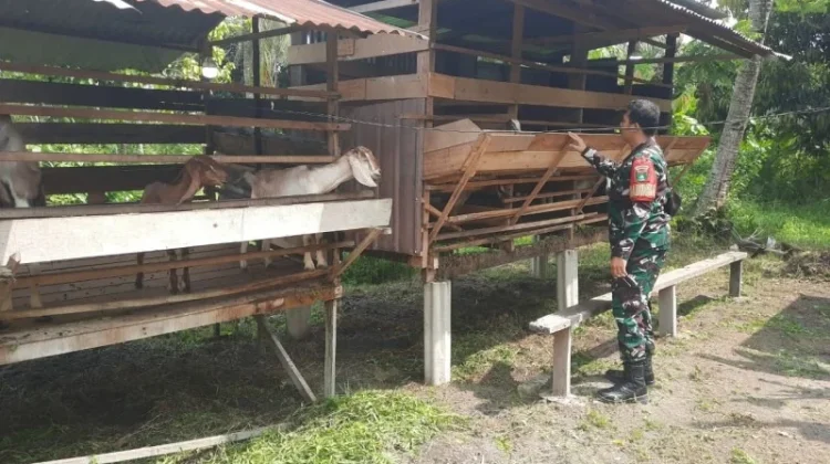 Babinsa Kopda Alif Intensif Pantau Wabah PMK