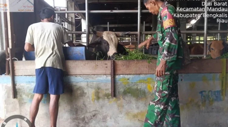 Babinsa Mandau Gencar Pantau Ternak Antisipasi Penyakit