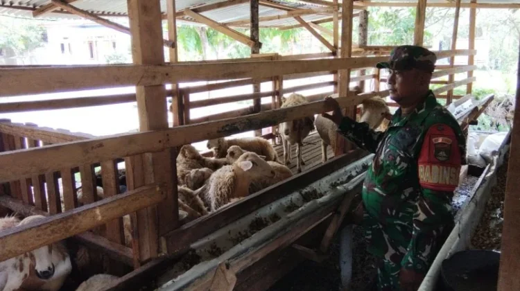 Pemantauan Rutin Babinsa 03/Mandau Cegah PMK