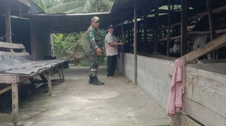 Babinsa 03/Mandau Intensif Pantau PMK Ternak Warga