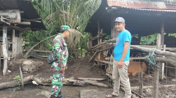 Babinsa Koramil 03/Mandau Pantau Ternak Cegah Penyakit Mulut Kuku