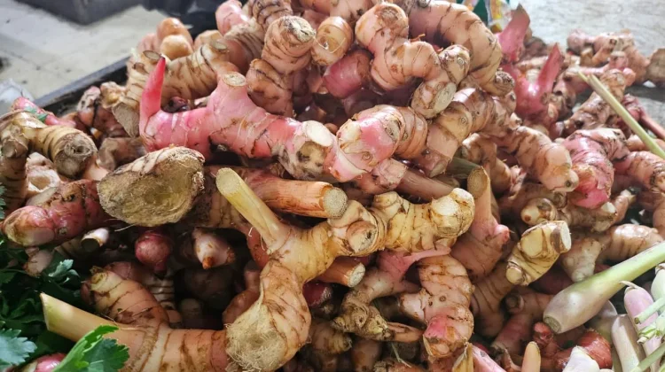 Lengkuas Perkuat Cita Rasa Hidangan Lebaran Idul Fitri
