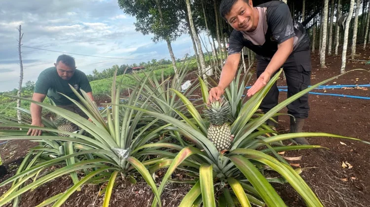 Budidaya Nanas di Lahan Gambut Bengkalis Berbuah Manis