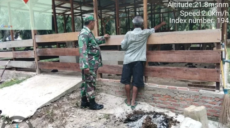 Rutinitas Babinsa Mandau Pantau Ternak Cegah PMK