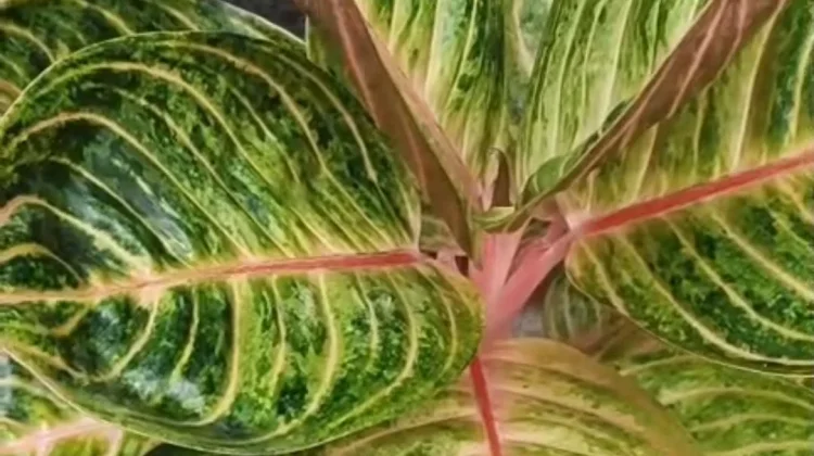 Kenali Manfaat dan Cara Merawat Aglonema Rinjani dengan Tepat