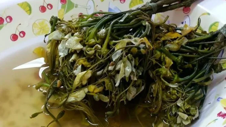 Jaruk Kambang Tigarun, Lalapan Pahit Khas Banjar