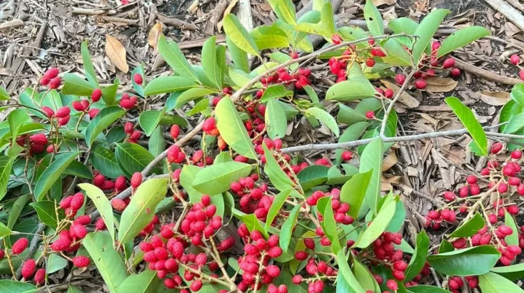 Buah Gedan, Buah Hutan Khas Bengkalis yang Mulai Jarang Ditemukan
