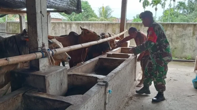 Babinsa Mandau Rutin Pantau Ternak Cegah PMK