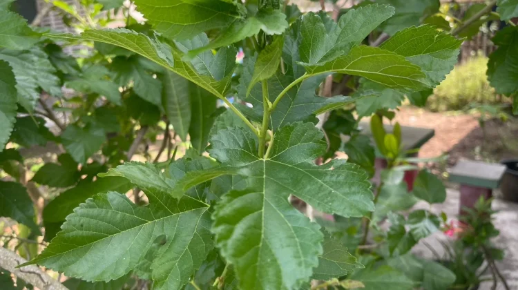 Daun Murbei, Herbal Alami Kaya Manfaat untuk Kesehatan