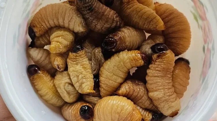 Ulat Sagu, Sumber Protein Tinggi dengan Banyak Manfaat Kesehatan