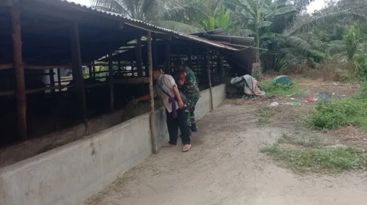 Babinsa Mandau Terus Pantau Ternak Warga Cegah PMK