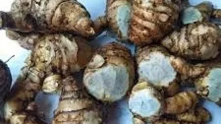 Temu Ireng, Potensi Manfaat Herbal Bagi Kesehatan