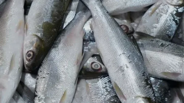 Cara Tepat Memilih Ikan Segar agar Aman Dikonsumsi