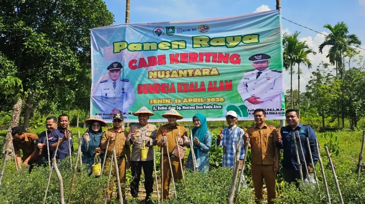 BUMDes Kuala Alam Laksanakan Panen Ketiga Cabai Nusantara