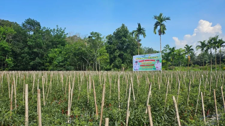 BUMDes Kuala Alam Hadapi Tantangan Kembangkan Cabai Nusantara