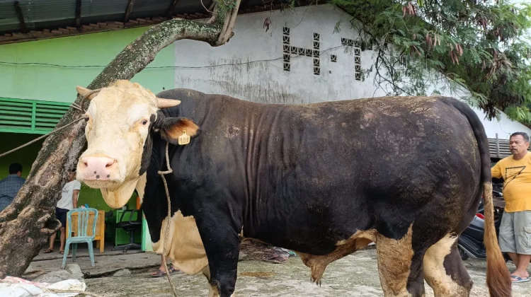 Usulan Sapi Kurban Presiden untuk Bengkalis Diproses