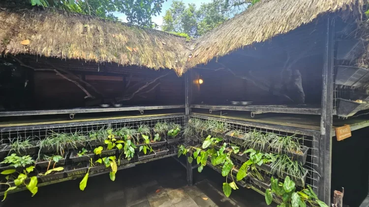 Mengenal Proses Kopi Luwak di Alas Harum Bali Bersama Rombongan Armina Daily