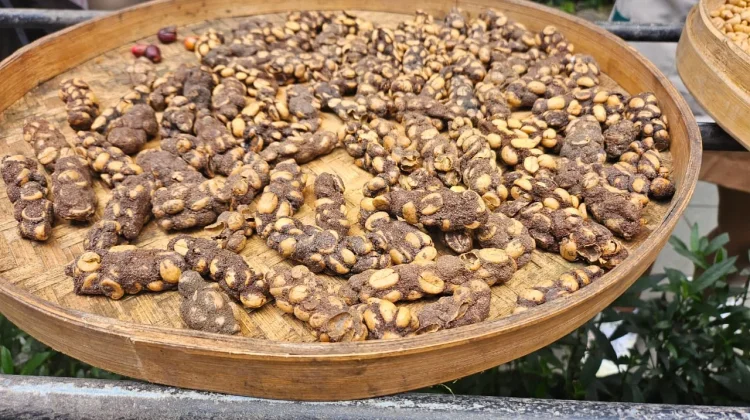 Proses Kopi Luwak di Alas Harum Bali