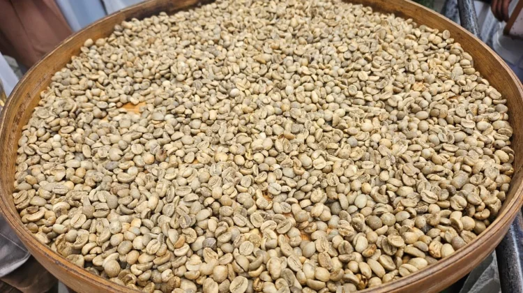 Proses Kopi Luwak di Alas Harum Bali
