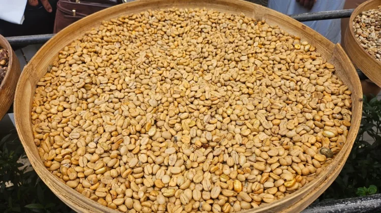 Proses Kopi Luwak di Alas Harum Bali