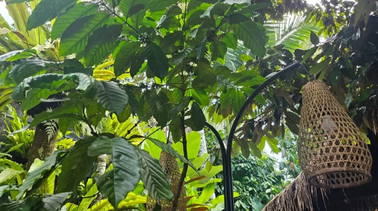 Keunikan Kopi Luwak Bali, Apa yang Membedakannya dari Kopi Daerah Lain