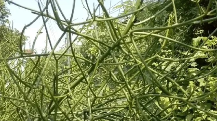 Tanaman Patah Tulang, Manfaat Herbal dan Risiko Penggunaan