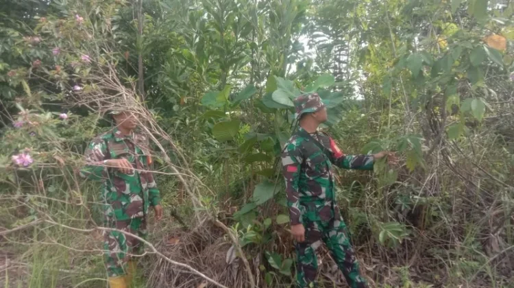 Babinsa Mandau Terus Intensifkan Patroli Cegah Titik Api
