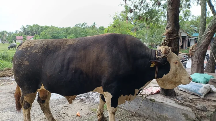 Sapi Kurban Presiden Diusulkan dari Mandau