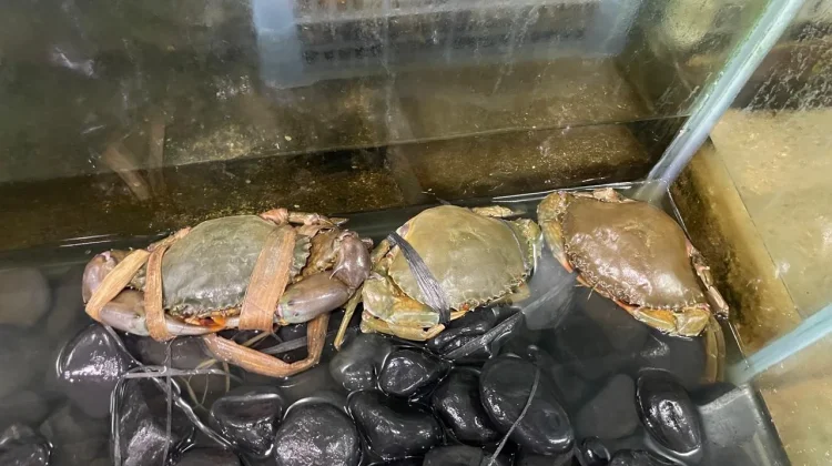 Kepiting Segar Jadi Pilihan Favorit, Kunci Kelezatan Ada pada Bahan Baku