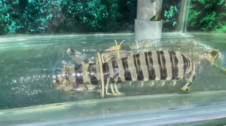 Udang Mantis Jadi Daya Tarik Kuliner Laut di Pantai Jimbaran Bali