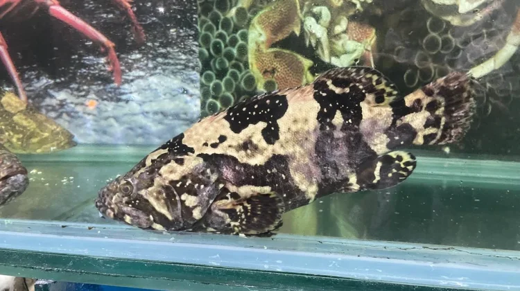 Ikan Kerapu Segar Jadi Favorit Wisatawan di Pantai Jimbaran