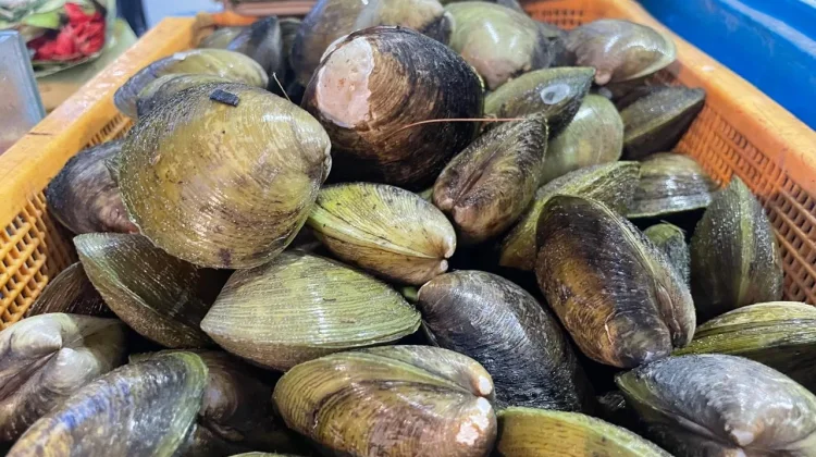 Lokan Bengkalis, Kuliner Khas dari Perairan Payau yang Kaya Cita Rasa