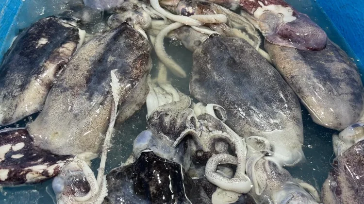 Cumi Segar Jadi Primadona Kuliner Pesisir