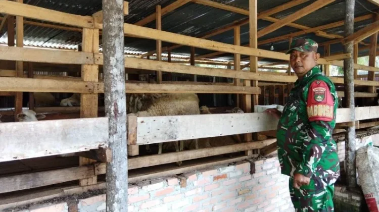 Cegah PMK Babinsa Mandau Pantau Ternak di Pinggir