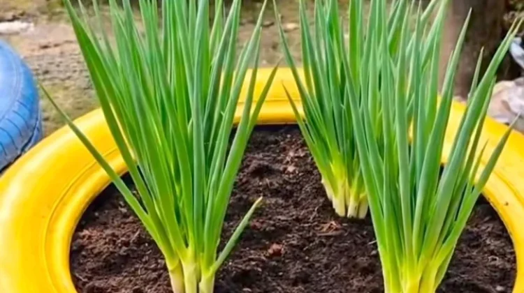 Hijau di Pekarangan: 7 Langkah Mudah Menanam Daun Bawang Ala Petani Milenial