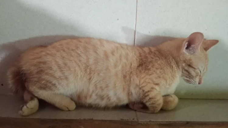 Cara Ampuh Membasmi Kutu Kucing Sampai Tuntas