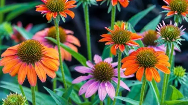 Echinacea Herbal Alami Penjaga Daya Tahan Tubuh