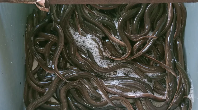 Tujuh Manfaat Belut untuk Kesehatan: Dari Otak Sampai Daya Tahan Tubuh