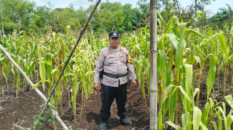 Polsek Bantan Cek Jagung Siap Panen, Dukung Ketahanan Pangan