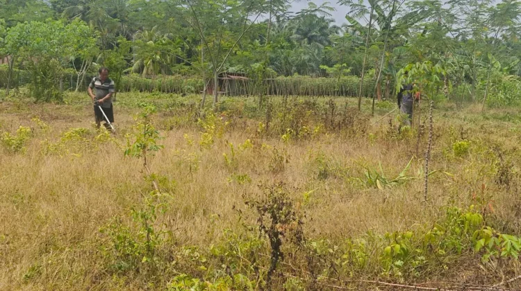 Polsek Siak Kecil dan Warga Bersihkan Lahan Jagung 1 Hektare